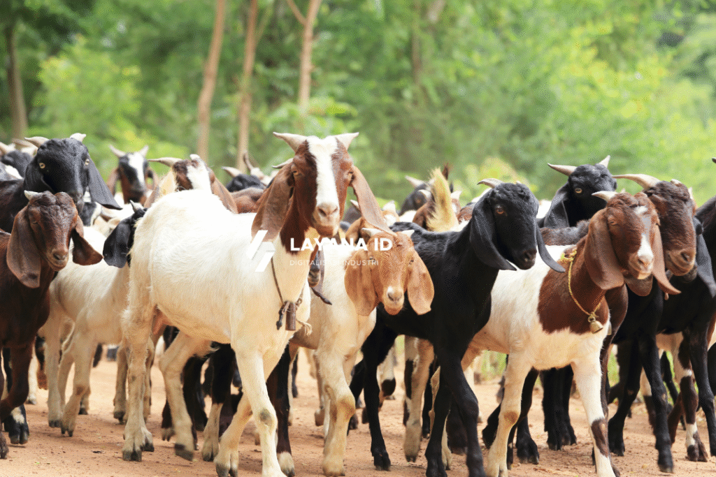 website untuk peternakan_Layana.id